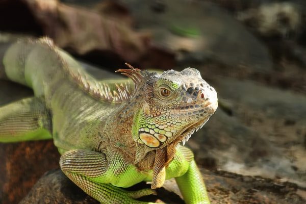 alimentación en iguanas
