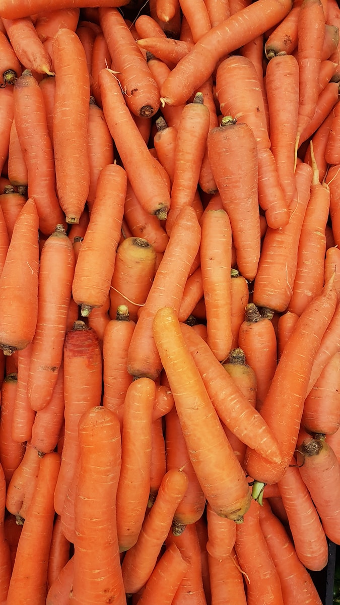 ¿Los erizos pueden comer zanahoria?
