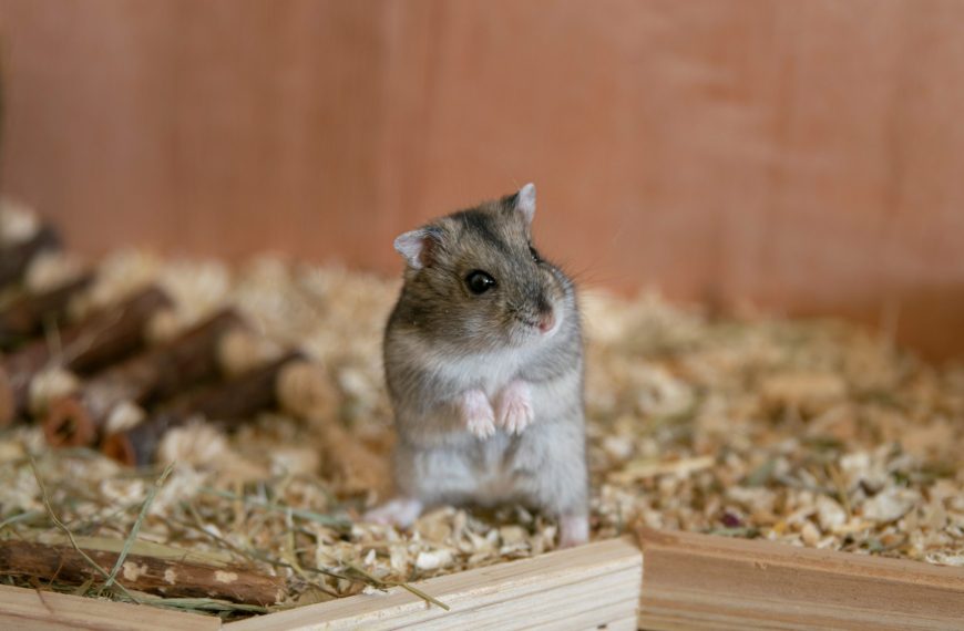 selective focus photography of gray rodent inside cage