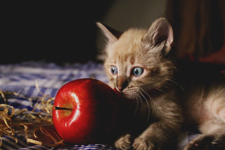 ¿Los gatos pueden comer manzana?