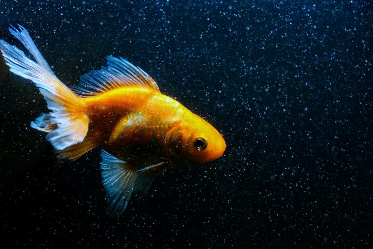 ¿Qué pueden comer los peces dorados?